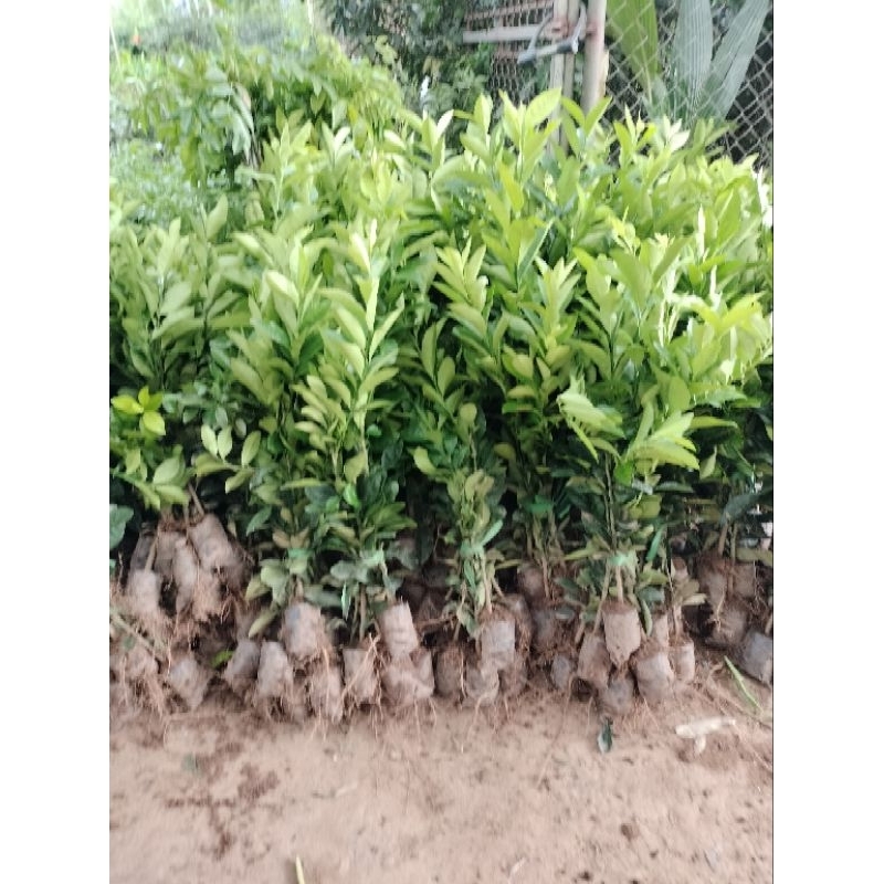 CÂY GIỐNG CHANH BỐN MÙACÂY GHÉP CHO QUẢ SAU 6 THÁNG