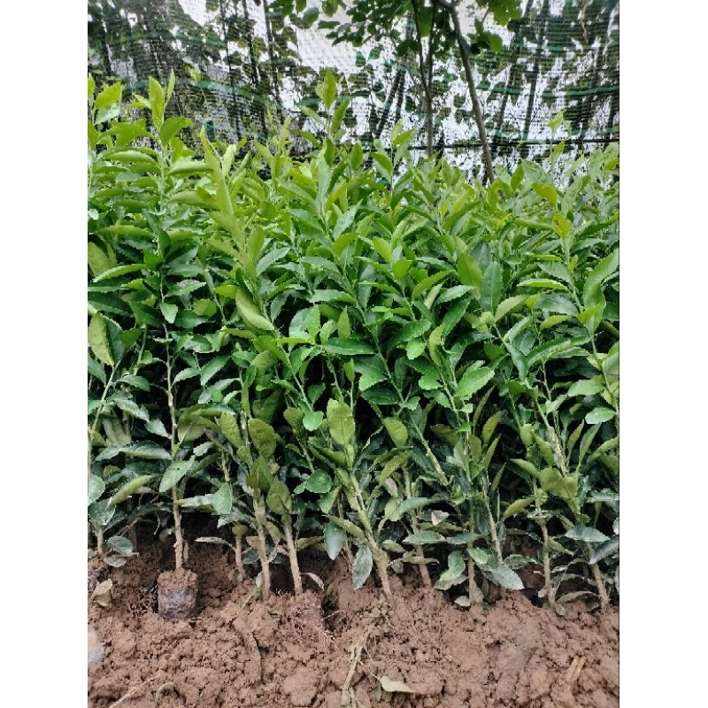 CÂY GIỐNG CHANH BỐN MÙACÂY GHÉP CHO QUẢ SAU 6 THÁNG