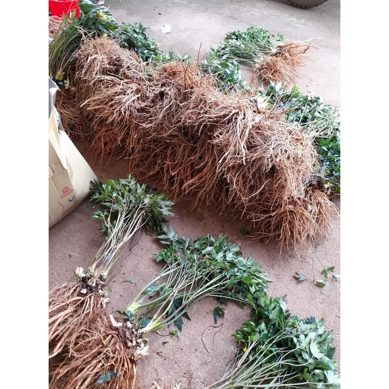 Combo 10 cây sâm đương quy