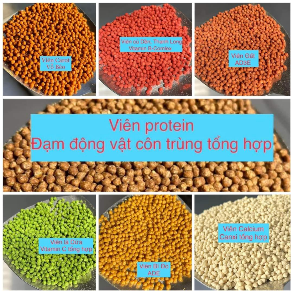 THỨC ĂN CHIM NON TẬP MỔ ĐẾN KHI THAY LÔNG TRƯỞNG THÀNH KGR ĐỦ DƯỠNG CHẤT CHIM PHÁT TRIỂN TỐT