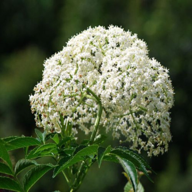 Hoa Cơm Cháy Trang Trí