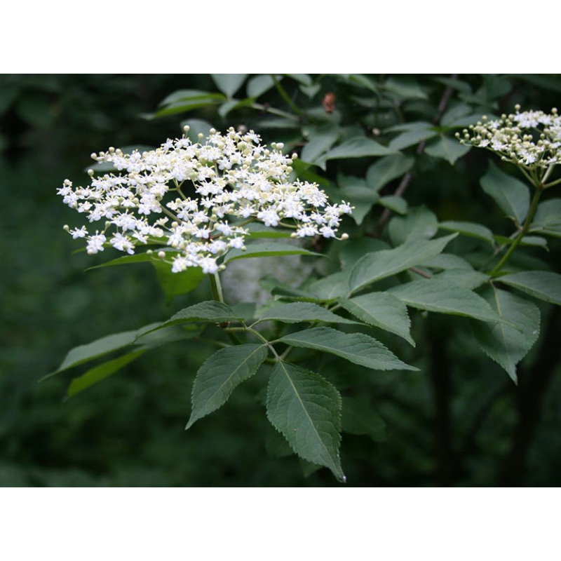 Hoa Cơm Cháy Trang Trí