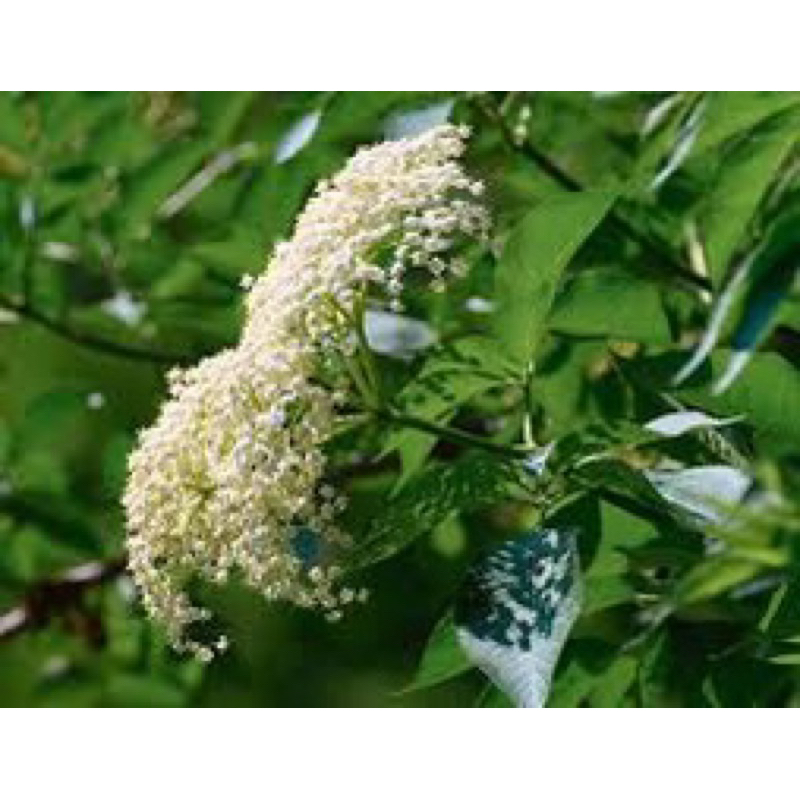 Hoa Cơm Cháy Trang Trí