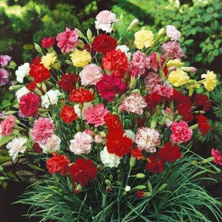 Hạt giống hoa cẩm chướng kép mix màu