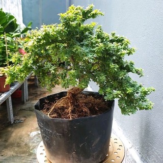 Linh sam và chậu sứ khách chọn