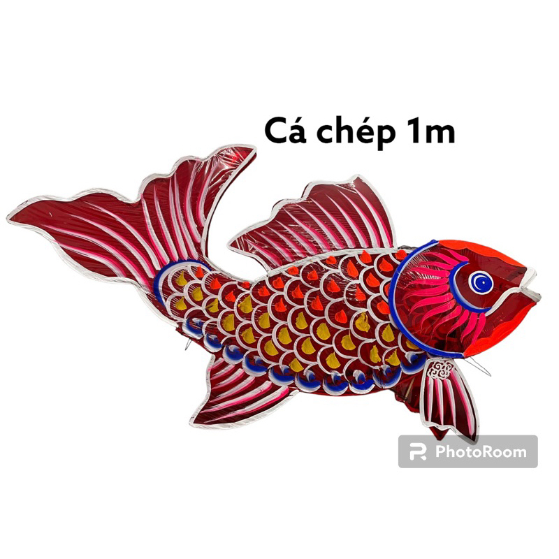Cá chép bóng kính 100cm - Cá dài
