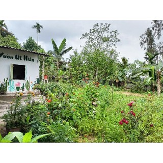 Trà thảo mộc tự nhiên