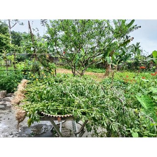 Trà thảo mộc tự nhiên