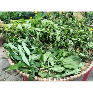 Trà thảo mộc tự nhiên