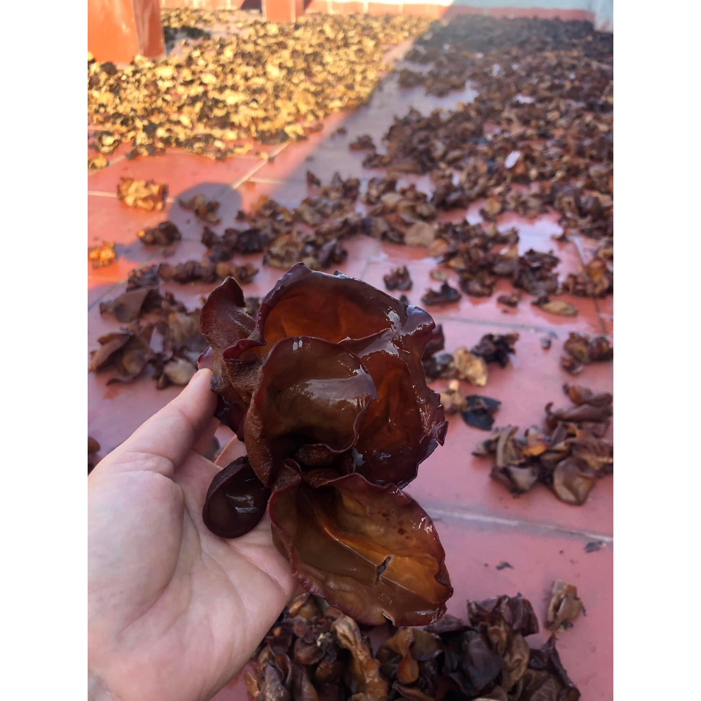 Mộc nhĩ sạch gốc - Nấm mèo sạch