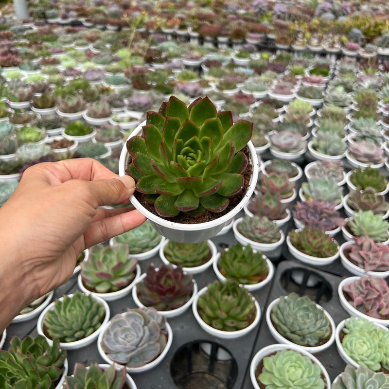 Cây sen đá Đế Vương đỏ size trung bình 6-8cm, cây cảnh trang trí nhà cửa THUANPHAT GARDEN