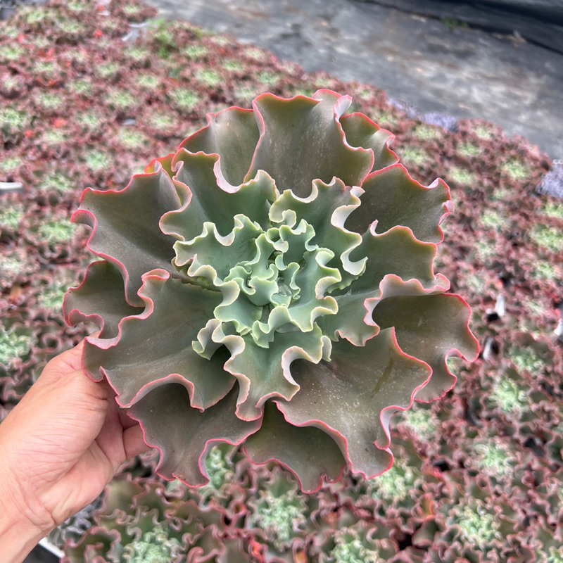 cây sen đá Bắp Cải xoăn Echeveria Giant Blue size to 12-15cm, cây cảnh trang trí nhà cửa THUANPHAT GARDEN