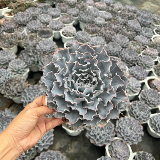 cây sen đá Bắp cải Violet rose size to 12-15cm, cây cảnh trang trí nhà cửa THUANPHAT GARDEN