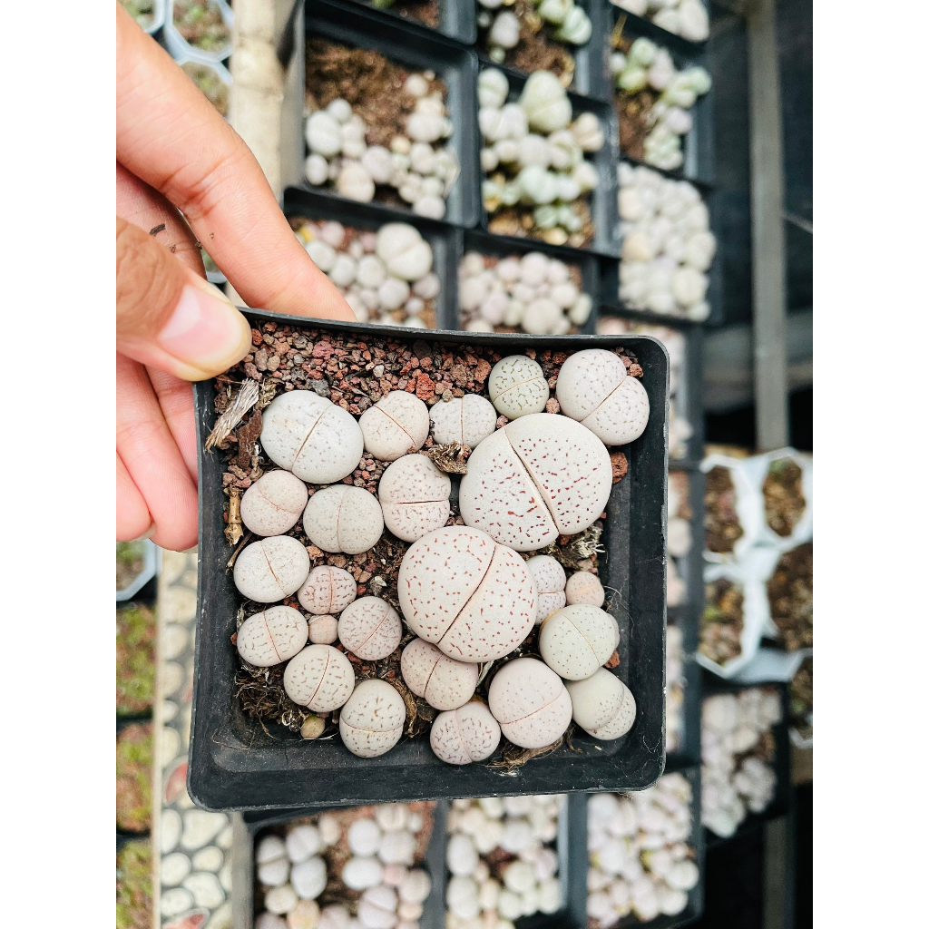 Chậu Sen Đá Thạch Lan Trắng Dòng Localis, Cây Bự, To Khỏe