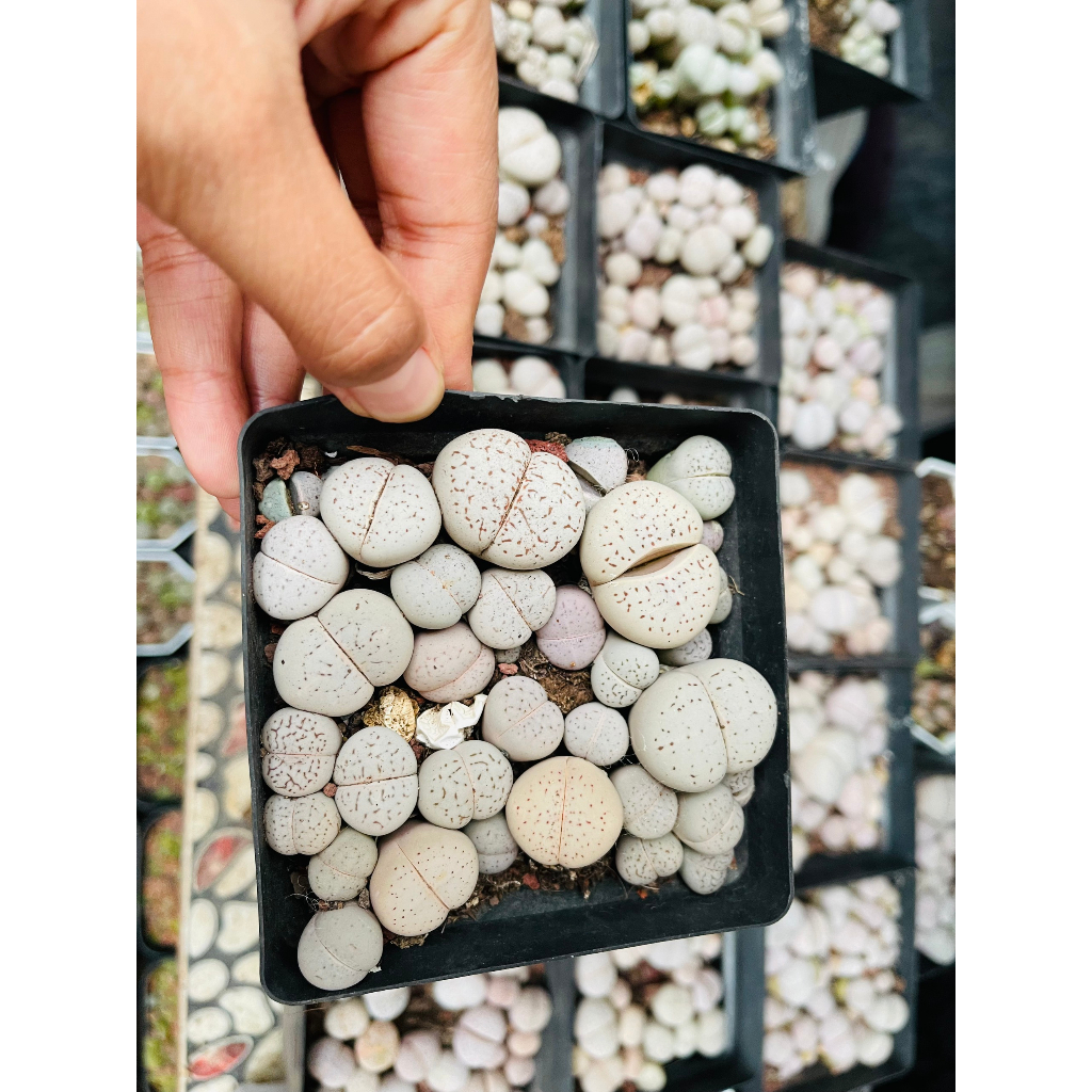 Chậu Sen Đá Thạch Lan Trắng Dòng Localis, Cây Bự, To Khỏe