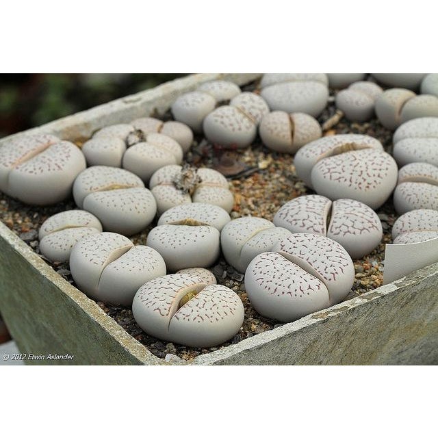 Chậu Sen Đá Thạch Lan Trắng Dòng Localis, Cây Bự, To Khỏe