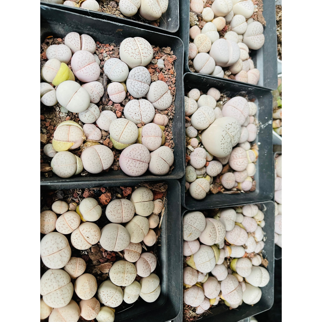 Chậu Sen Đá Thạch Lan Trắng Dòng Localis, Cây Bự, To Khỏe