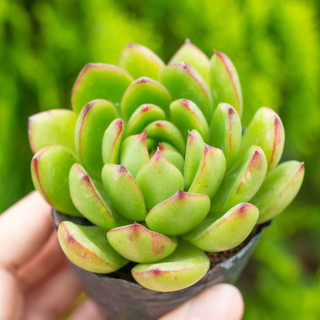 Sen đá viền lửa lá nhọn 5-7cm - Vườn sen đá