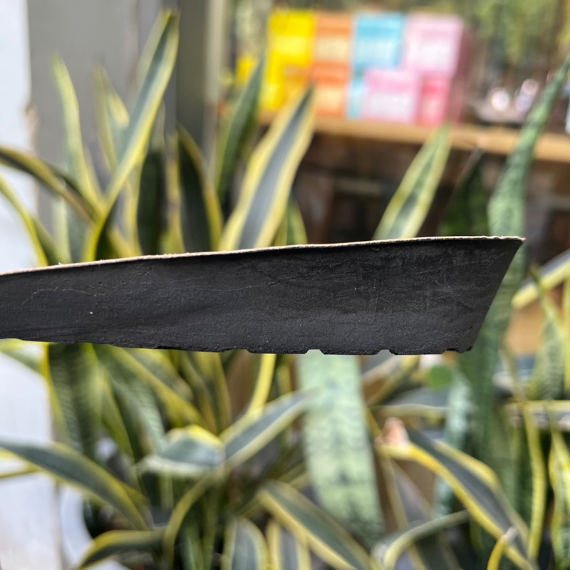 Lót tăng chiều cao 3cm thương hiệu LEXSHOES 1 đôi lót giày cao su non đi êm chân