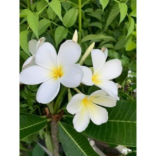 Sứ Đại trắng thơm ngát