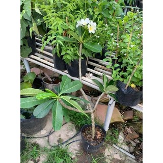 Cây 🌲 Sứ Đại trắng thơm ngát
