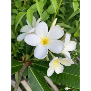 Cây 🌲 Sứ Đại trắng thơm ngát