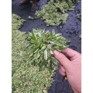 Cây 🌲 Cỏ Lá Rừng Câm Thạch 1 mét vuông cỏ