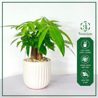 Cây kim ngân 3 thân green lens cây xanh, cây để bàn làm việc