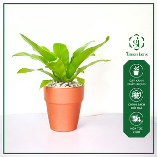 Cây ráng ổ phụng green lens thanh lọc không khí