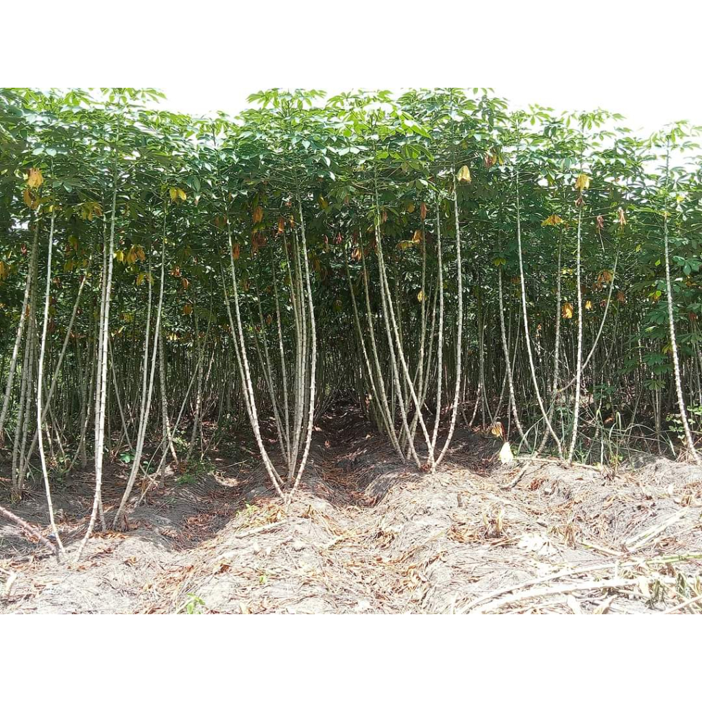 Cây giống khoai mì- giống cây tươi đảm bảo trồng cho ra sai củ năng suất- củ bở thơm