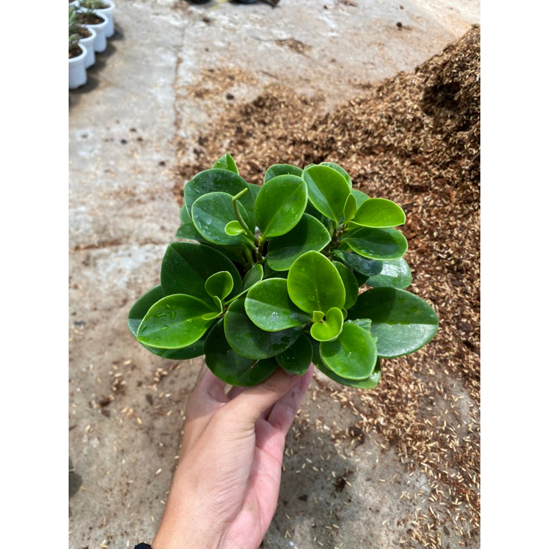 Cây trường sinh để bàn làm việc