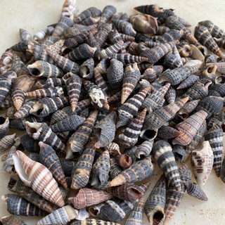 VỎ ỐC NHÍM trang trí, vỏ cho ốc rụt rè, ốc mượn hồn, cua ẩn sĩ, dã tràng, hermit crab
