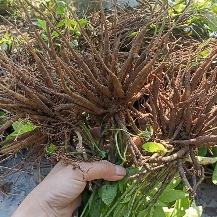 Củ Sâm Tanh Tách ( Củ Sâm Nổ)