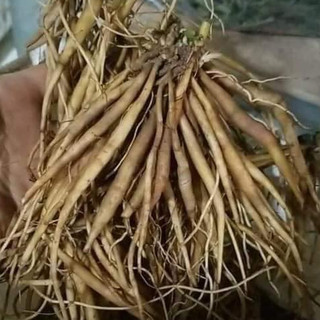 Củ Sâm Tanh Tách ( Củ Sâm Nổ)