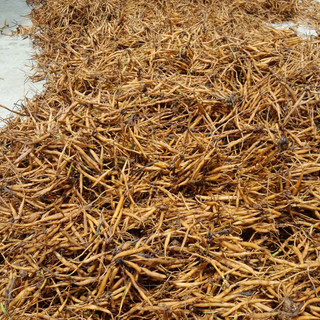 Củ Sâm Tanh Tách ( Củ Sâm Nổ)