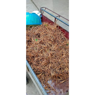 Củ Sâm Tanh Tách ( Củ Sâm Nổ)