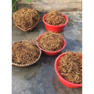 Củ Sâm Tanh Tách ( Củ Sâm Nổ)
