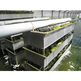 Sứ lọc nước cá cảnh