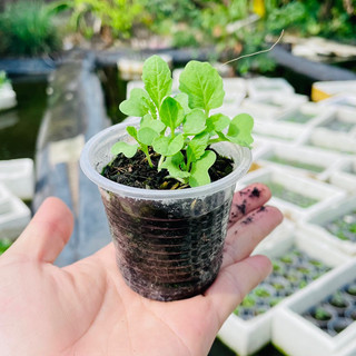 Cây giống cải bẹ dún