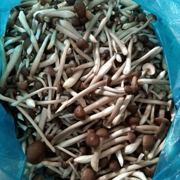 500g Nấm Mối Đen Tươi