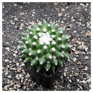 Xương rồng Mami sầu riêng không gai size lớn~6cm