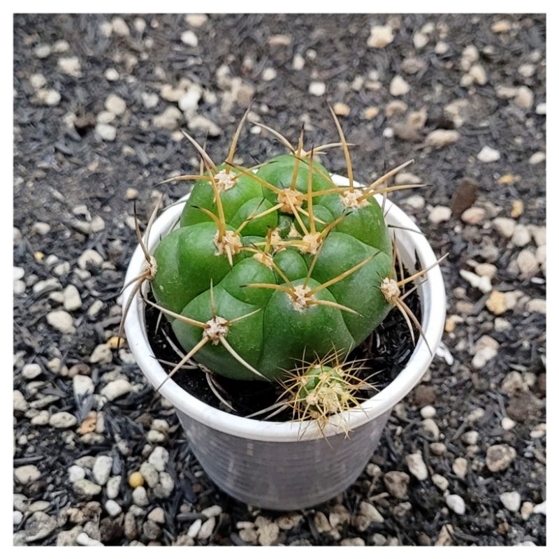 Xương rồng Gym chiquitanum size~5 6cm