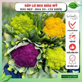 Hạt giống Súp lơ bông cải mix 4 màu giống nhập Mỹ siêu ngon ngọt dễ trồng và giàu dinh dưỡng