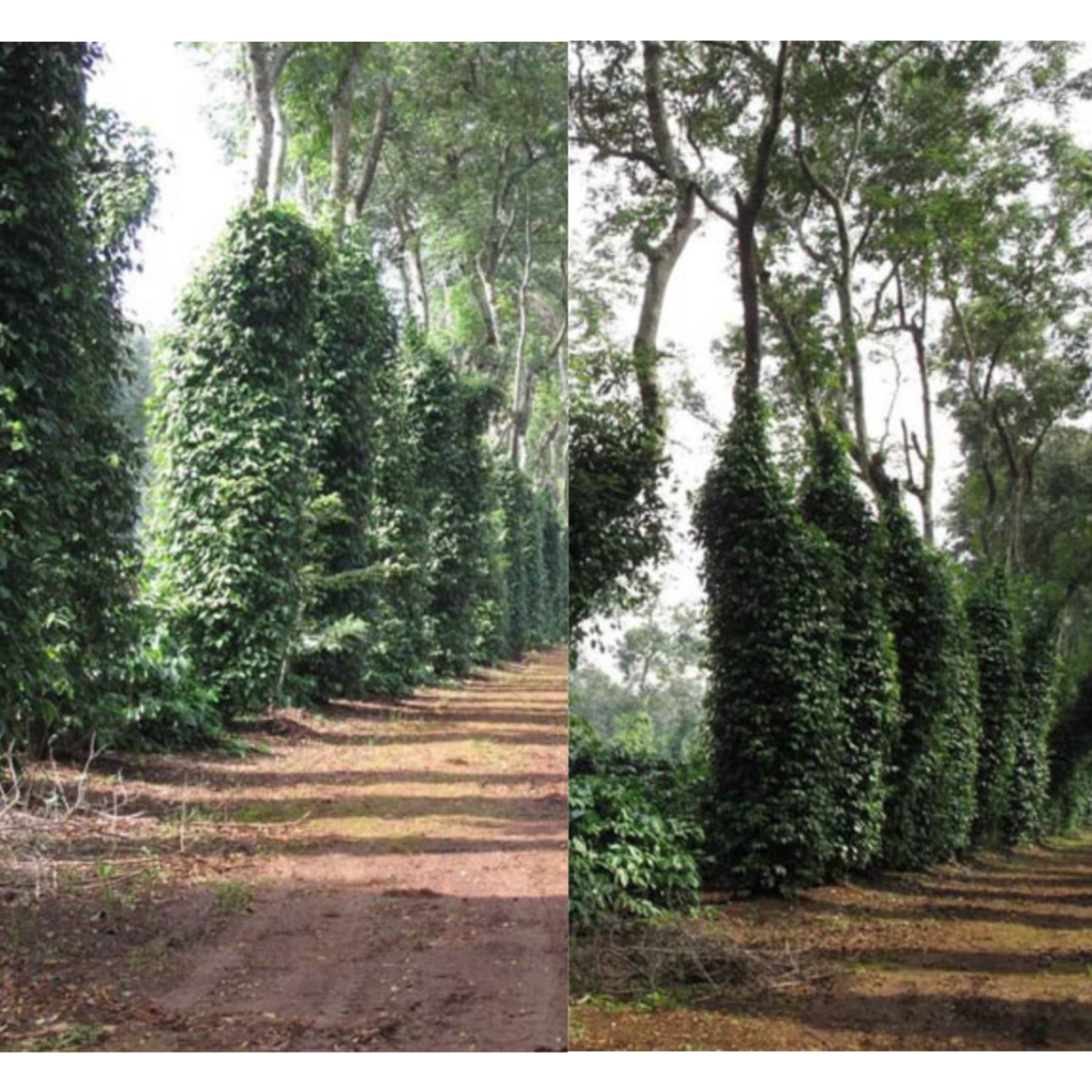 Cà Phê Truyền Thống