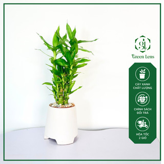 Cây trúc phú quý green lens mang lại may mắn và tài lộc
