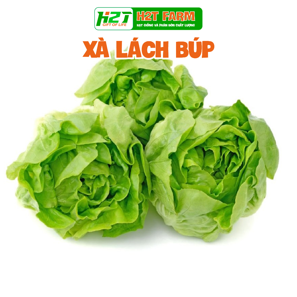 Hạt Giống Rau Xà Lách Búp - h2t farm