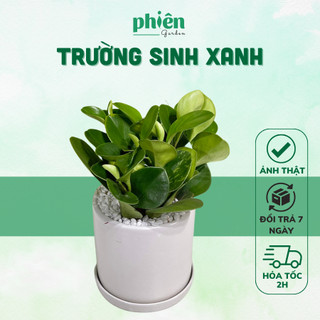 Cây Trường Sinh Xanh để bàn kèm chậu gốm tráng men