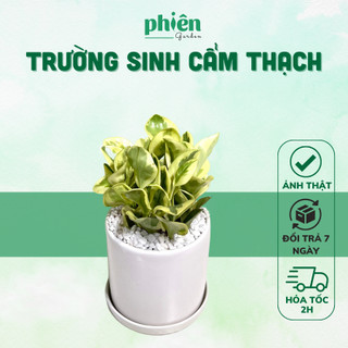 Cây Trường Sinh Cẩm Thạch để bàn kèm chậu gốm tráng men