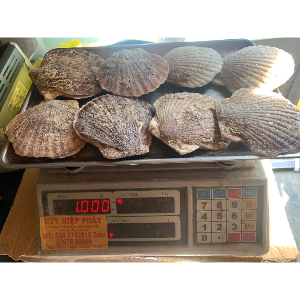 Sò điệp Nhật nguyên vỏ nướng siêu ngon 1kg