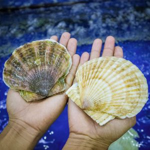Sò điệp Nhật nguyên vỏ nướng siêu ngon 1kg